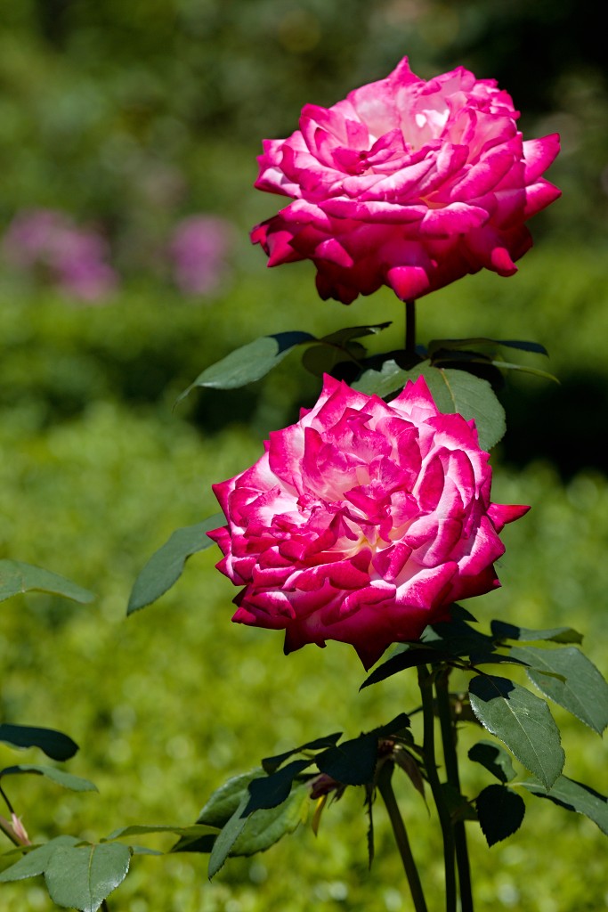 Rozentuin van Coloma